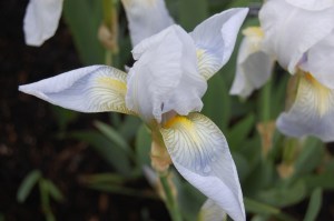 iris-germanica-florentina-flower