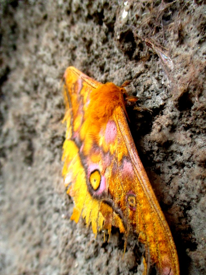 moth 2