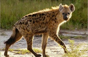 spotted-hyena