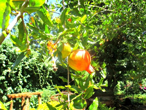 Almost time to eat Pomegranates