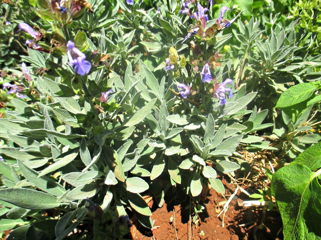Sweet Sage